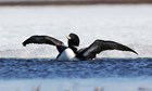 a bird spreading its wings while sitting in water